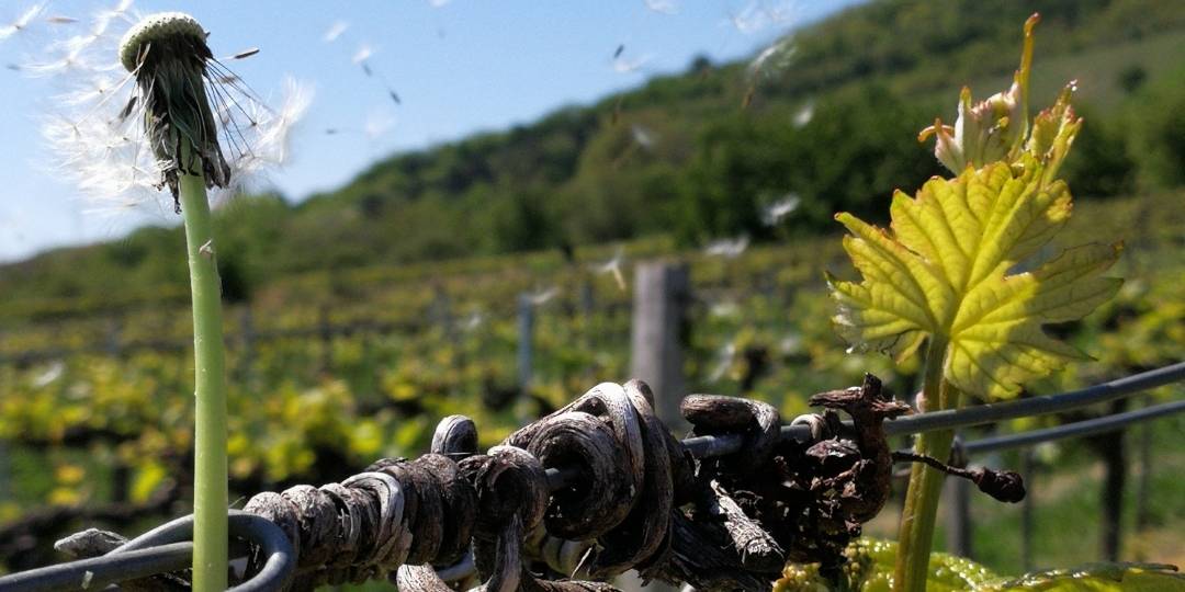 Nachhaltige Weine aus Donnerskirchen